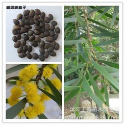 春季播种台湾相思种子：那些实用的避坑指南， 助你提高出苗率60%