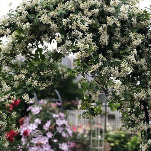 那些不怕冷的草本花卉