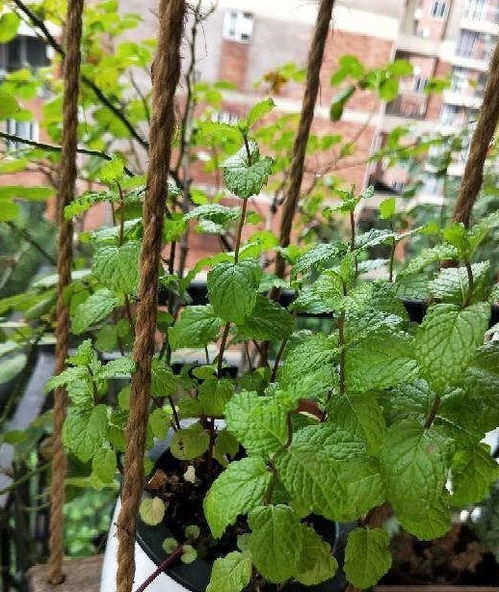 种了这么多年花， 我发现蕞皮实的还是矾根