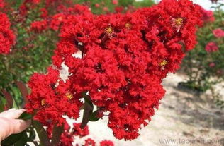 紫薇树：五彩斑斓的庭院佳品