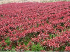 红叶石楠的高大之谜