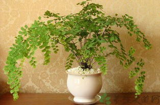 室内植物养护需要注意哪些细节？推荐适合养在室内的植物有哪些