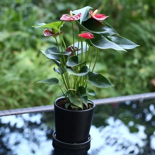 腊梅养护小贴士