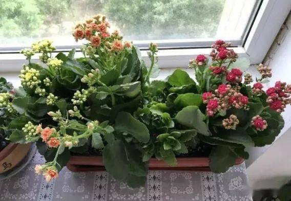 海南种花，烂根难题怎么破？