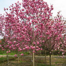 紫玉兰：智慧高洁的象征