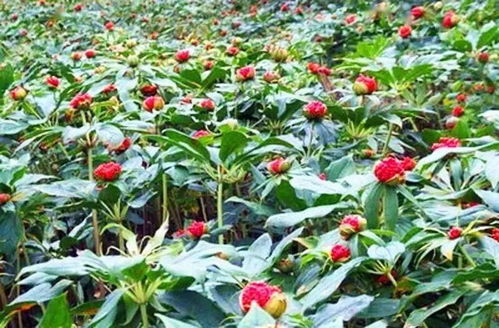 种植误区：别被麻袋里的种子吓到