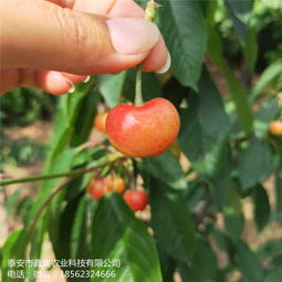 培育樱桃、茱萸、玫瑰，掌握三花种植技巧