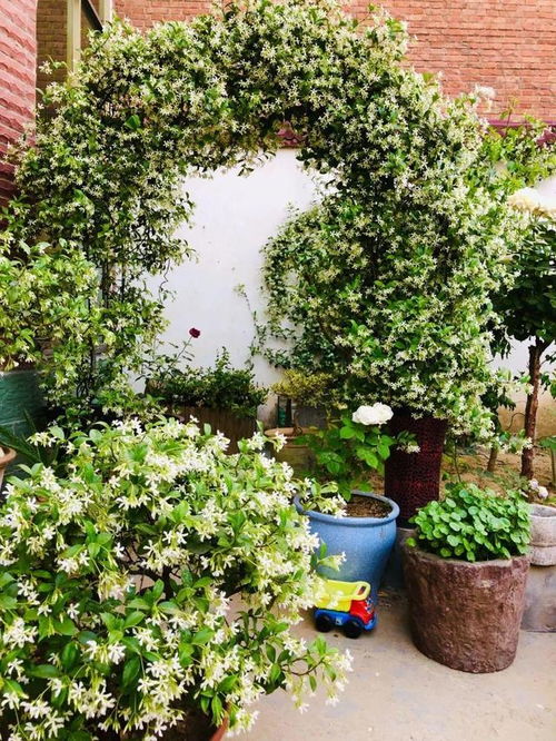 冬天适合院子养的花