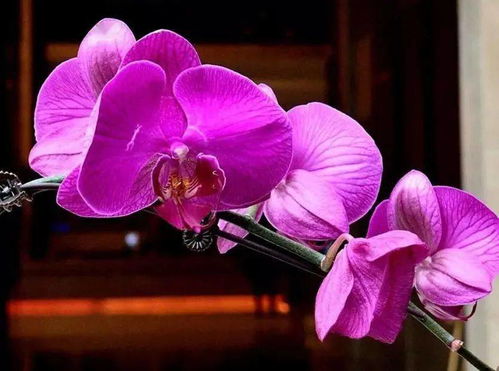 “《火花兰，唤醒内心的温柔》中