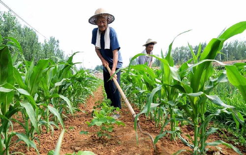 玉米种肥施用技巧，提高产量