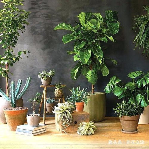 “新手养花指南：室内花卉种植推荐”