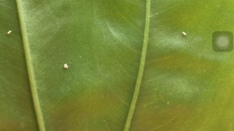 花叶子有虫子黏糊糊的，有没有什么安全有效的方法可以彻底解决