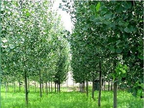 如何选择合适的毛96木材