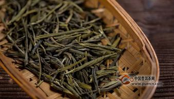 苦丁茶，源于云南