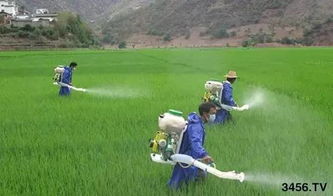 农药混用需谨慎，避免药效降低或产生毒害