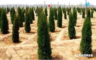 栽植季节的选择