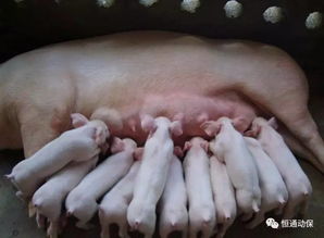 高产母猪五大发育阶段如何影响无效仔的形成？