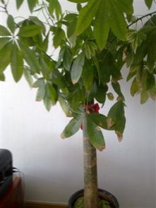 七片叶子， 象征着团结和和谐