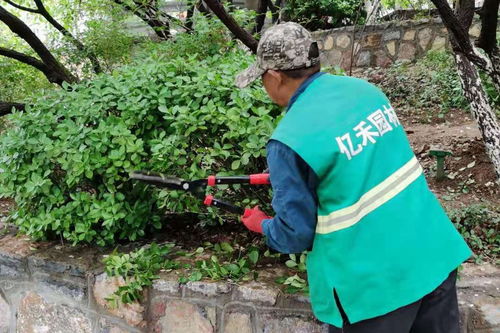 月季蚜虫与金龟子的防治