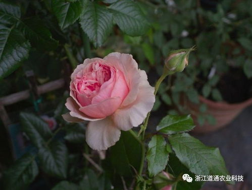 克劳德莫奈月季：经典暗红， 热情如火