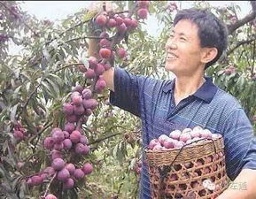 运山脆红李采摘盛宴：揭秘其多样食用方式与节庆魅力