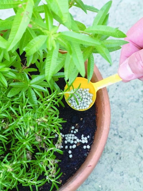 迎春花的修剪技巧