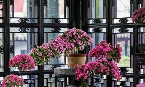 北方露台养花，这些花卉Zui适合