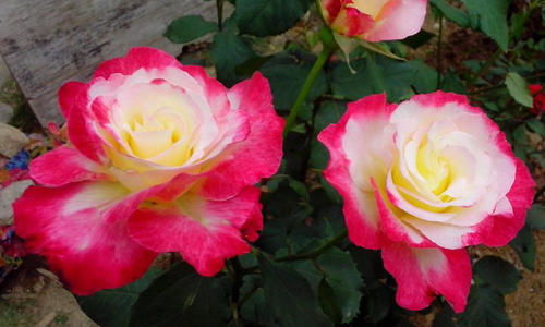 红双喜月季：喜庆花开，富贵好运