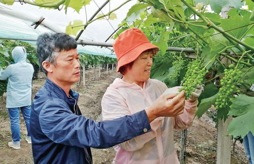 橡皮树如何进行科学种植和日常养护管理