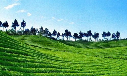 金和茶油基地：揭秘高效种植环境，打造优质茶叶新标杆！