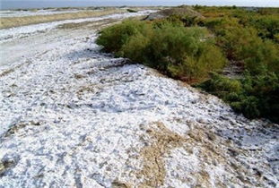 植物的勇者：在盐碱地上绽放