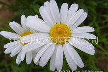 大滨菊：露天过冬的勇士