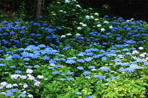 改善土壤酸碱度并增加肥力