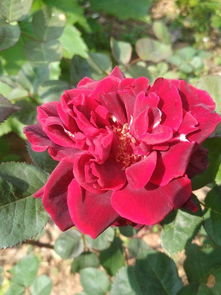 网红带货与本地老农的经验