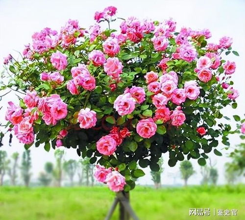 选择插条， 就像挑选小树苗