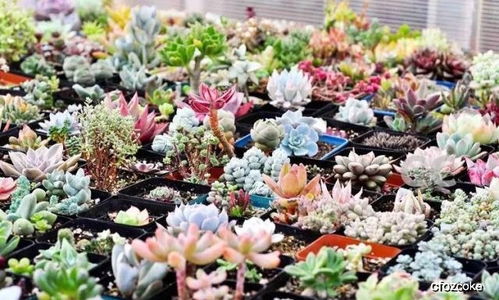 多肉花卉种植基地的奥秘