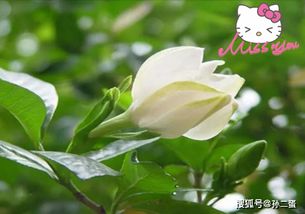 春天栀子花的小心肝