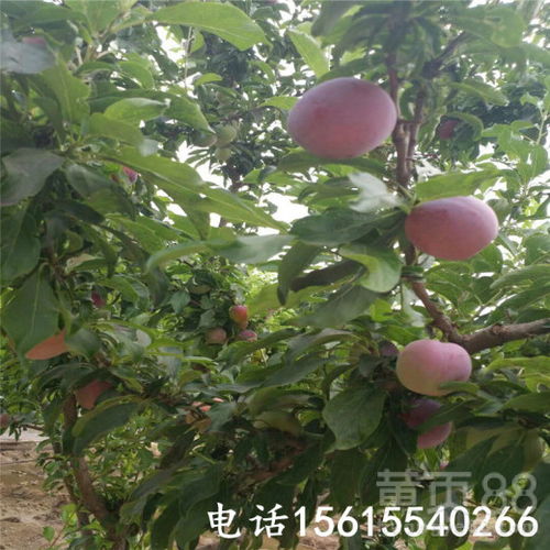 高产李子嫁接技术：如何通过嫁接提高李子产量与品质