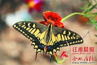 怎样用种子制作蝴蝶形状的蝴蝶花？