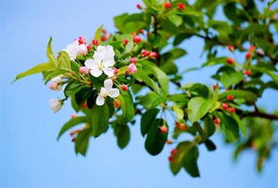 海棠树：阳光下的美丽守护者