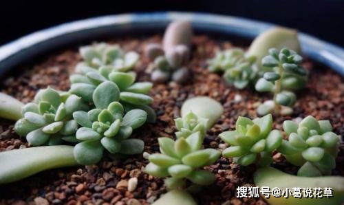 多肉叶子怎么快速生根发芽？教你一招秘诀