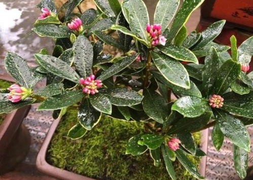 紫苏养护攻略：室内生长旺盛，病虫害全靠它！