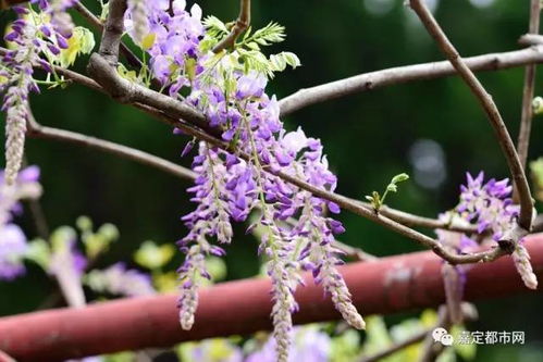 紫藤枝条枯萎如何挽救