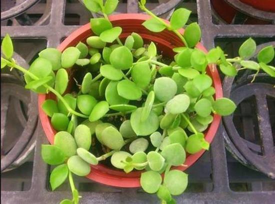 蒜香藤的栽培要点