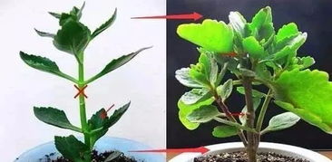如何让长寿花多长侧枝？秘诀是什么