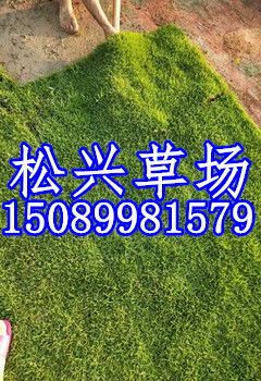 为啥别人家草坪冬天绿油油，你家像枯草堆？