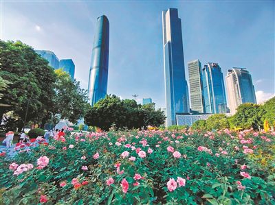 花城广场， 花开正艳