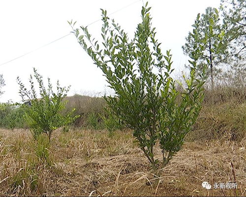 创新技术突破瓶颈