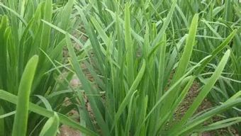 韭菜苗后除草， 选对农药是关键