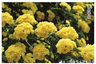 蔷薇小常识：啥叫无刺蔷薇那个？